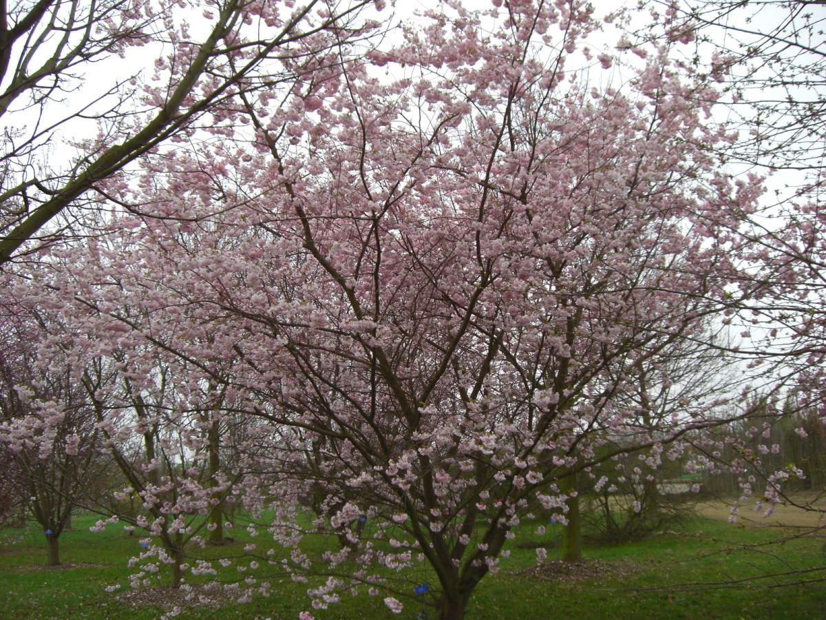 Zierkirsche: Frühe Cherry-Zierkirsche Accolade