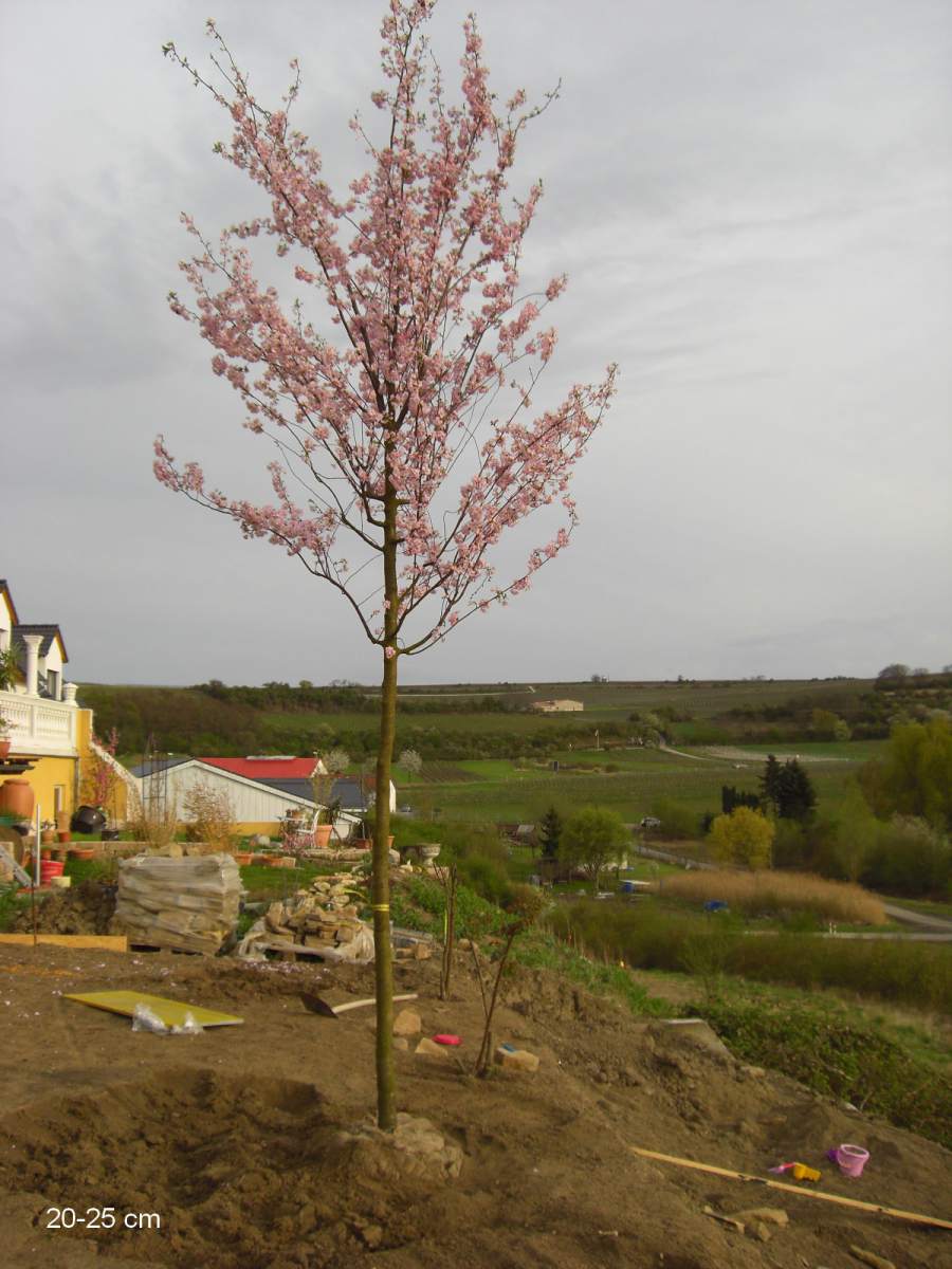 Zierkirsche: Frühe Cherry-Zierkirsche Accolade