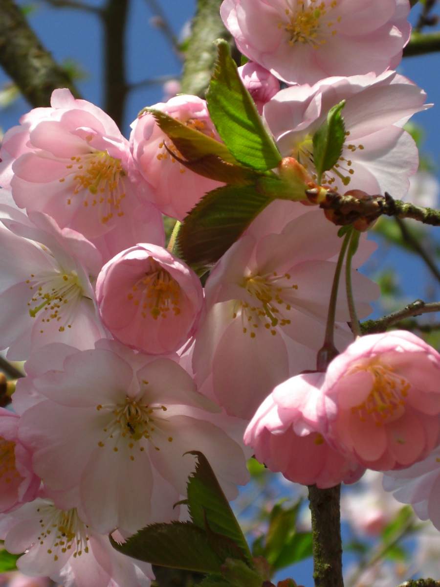 Zierkirsche: Frühe Cherry-Zierkirsche Accolade