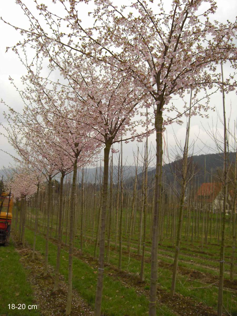 Zierkirsche: Frühe Cherry-Zierkirsche Accolade