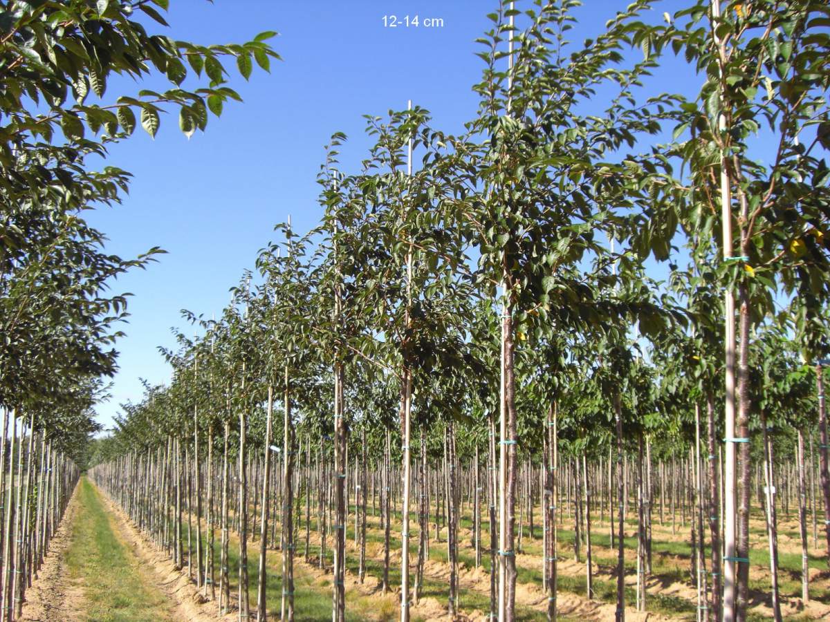 Zierkirsche: Frühe Cherry-Zierkirsche Accolade