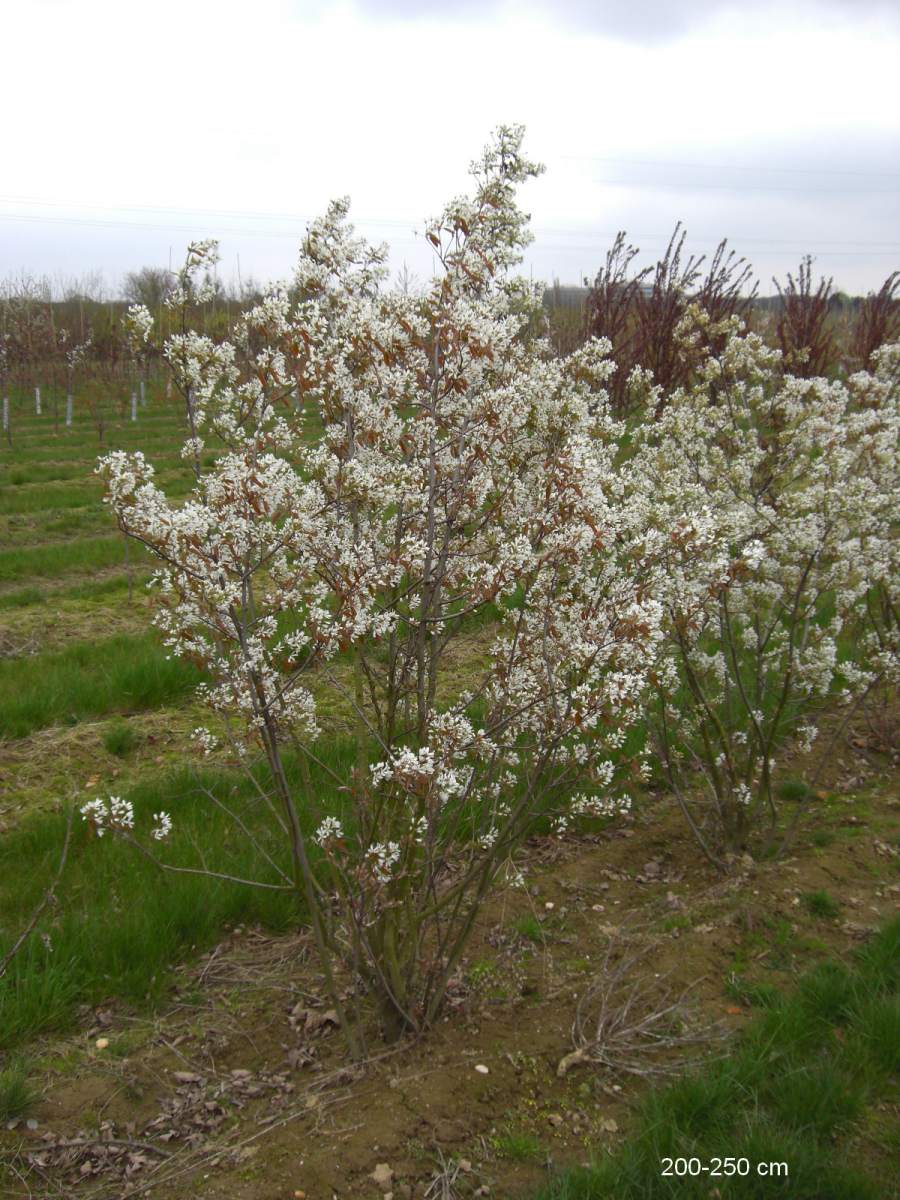 Felsenbirne: Kupfer-Felsenbirne