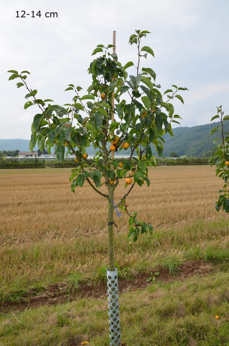 Nashi: Hosui (Asienbirne)