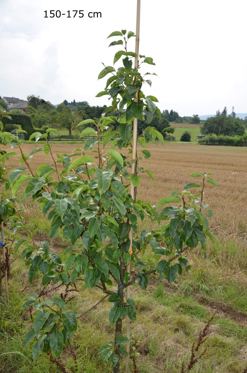 Nashi: Hosui (Asienbirne)