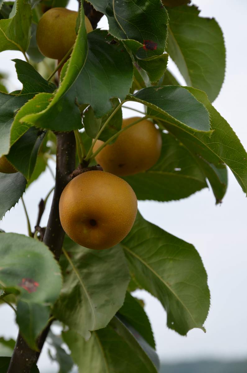 Nashi: Hosui (Asienbirne)