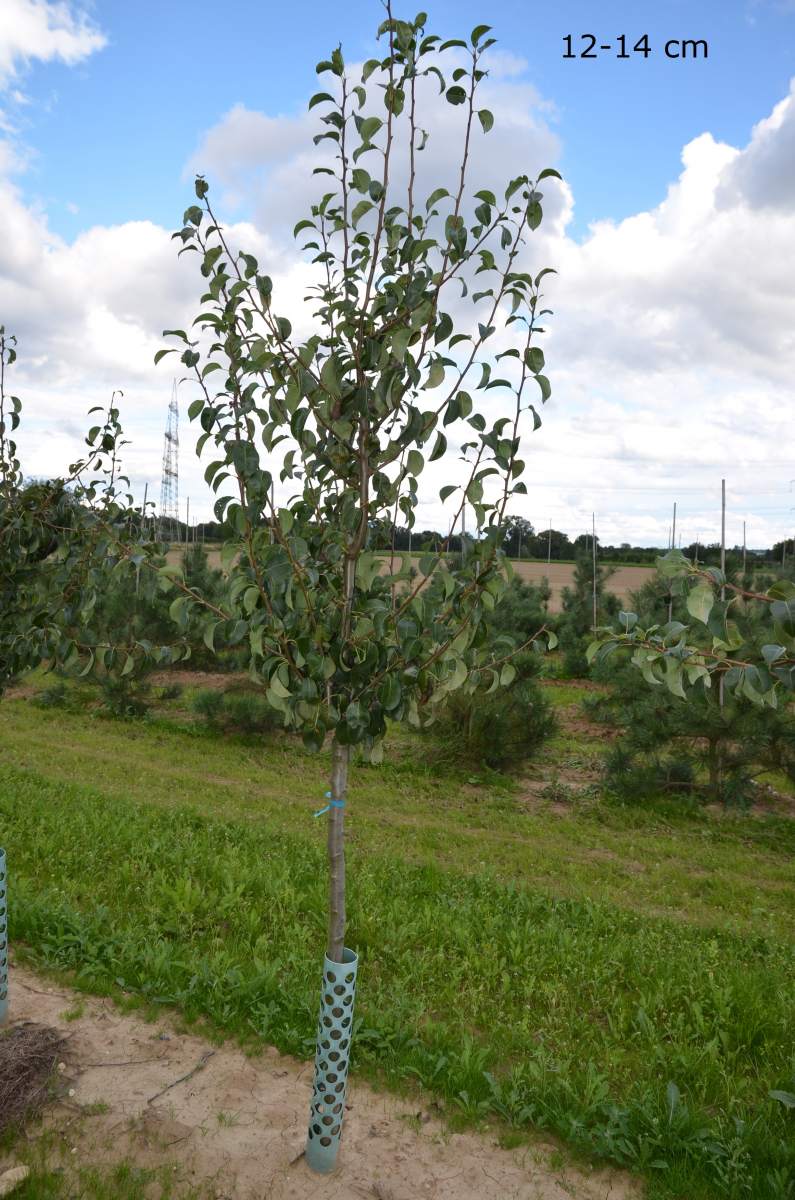 Birne: Doppelte Philipsbirne
