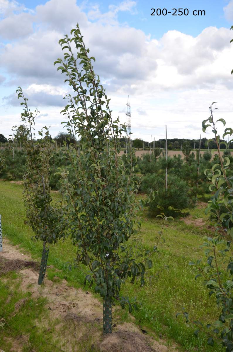 Birne: Doppelte Philipsbirne