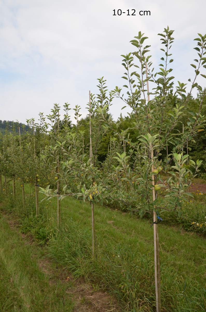 Apfel: Braeburn