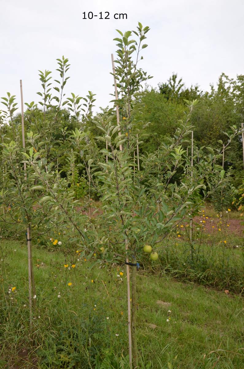 Apfel: Braeburn