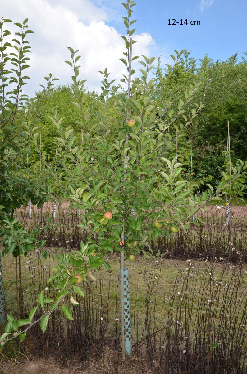 Apfel: Braeburn