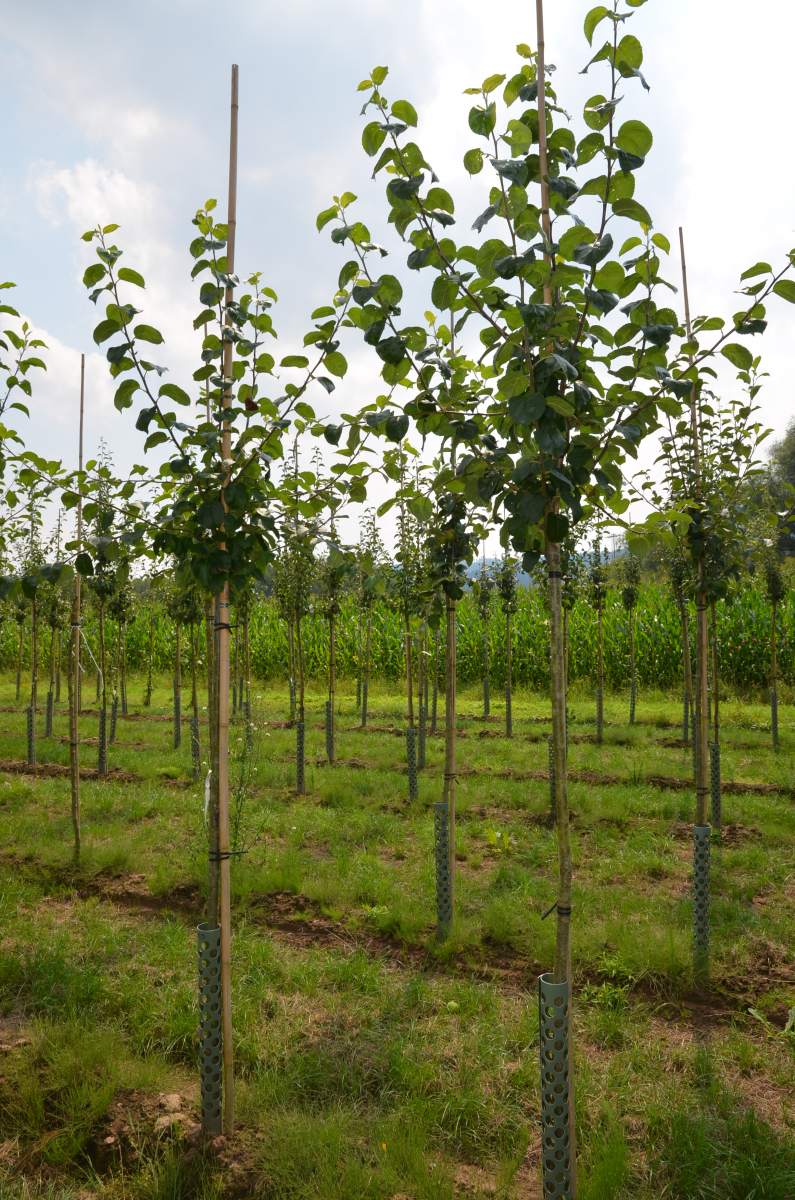 Apfel: Geflammter Kardinal