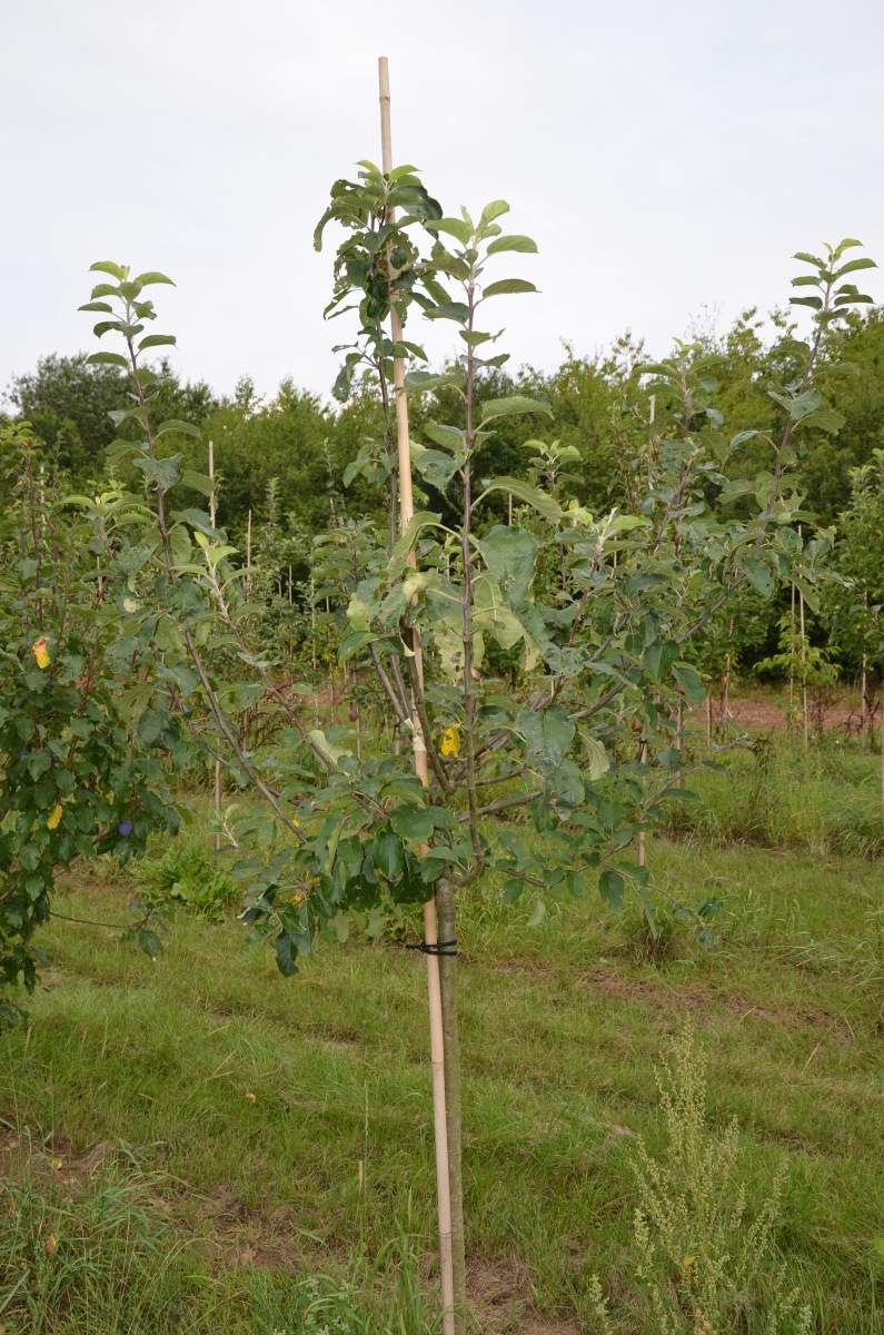 Apfel: Geflammter Kardinal