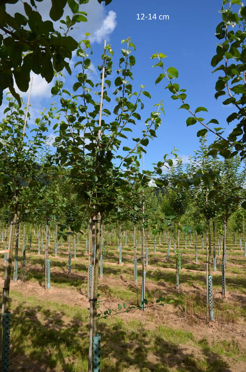 Apfel: Geflammter Kardinal