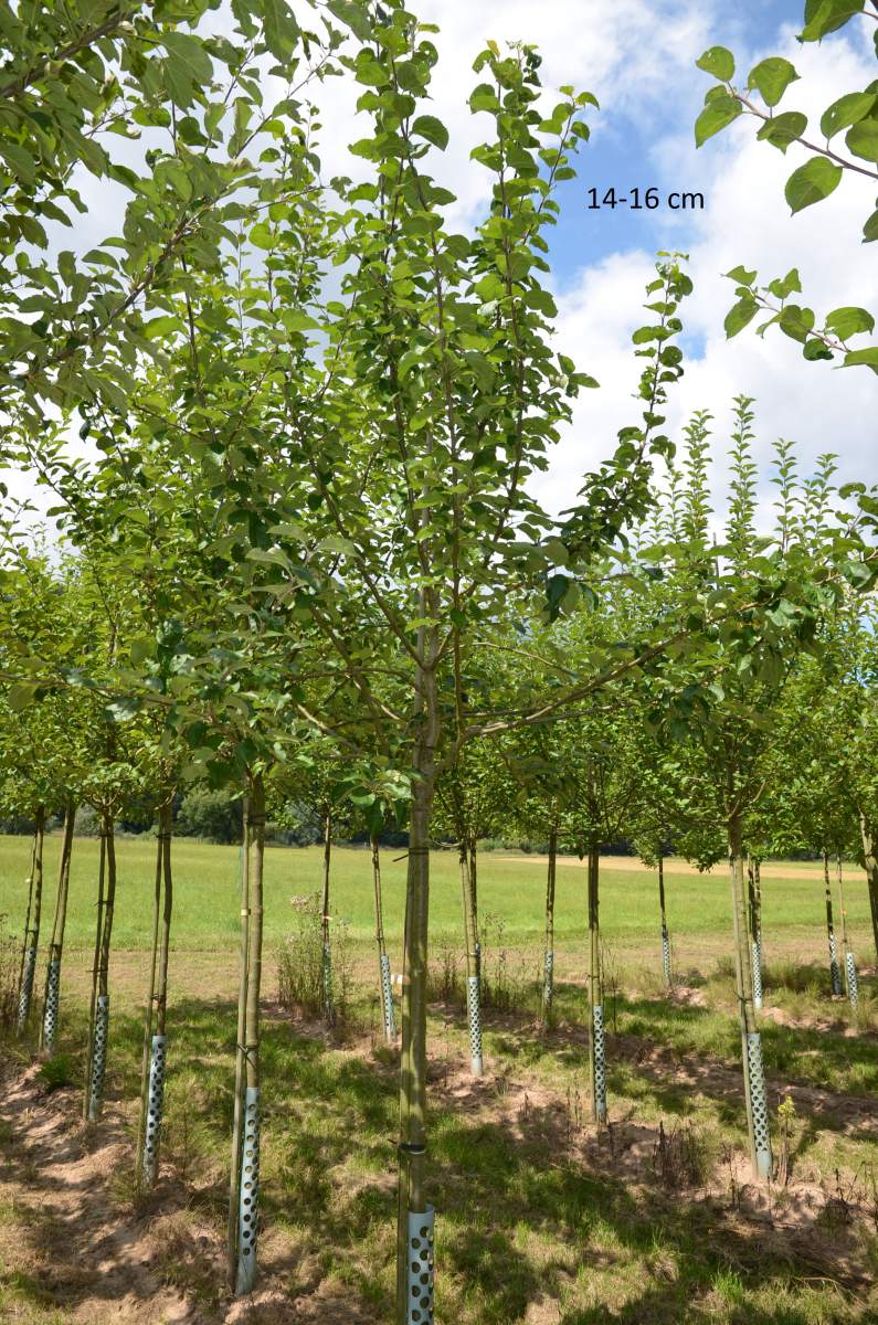 Apfel: Geflammter Kardinal