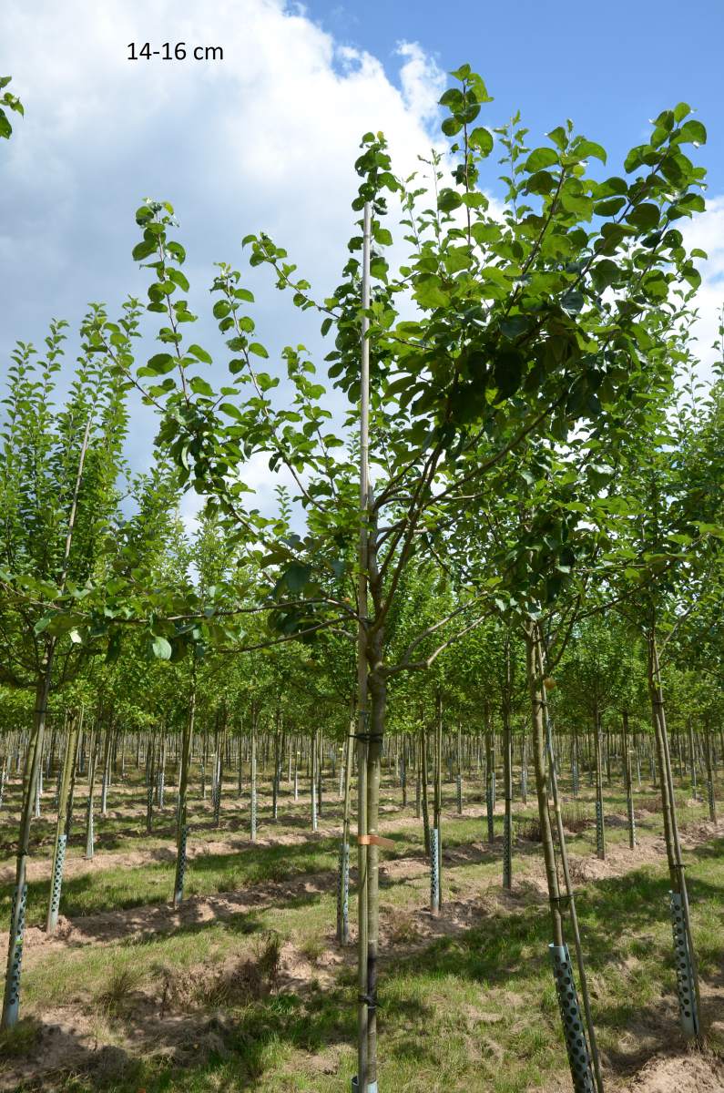 Apfel: Geflammter Kardinal