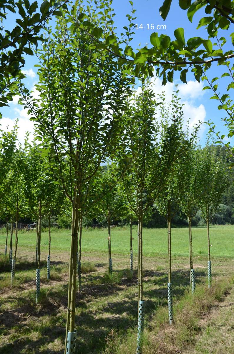 Apfel: Berner Rosenapfel