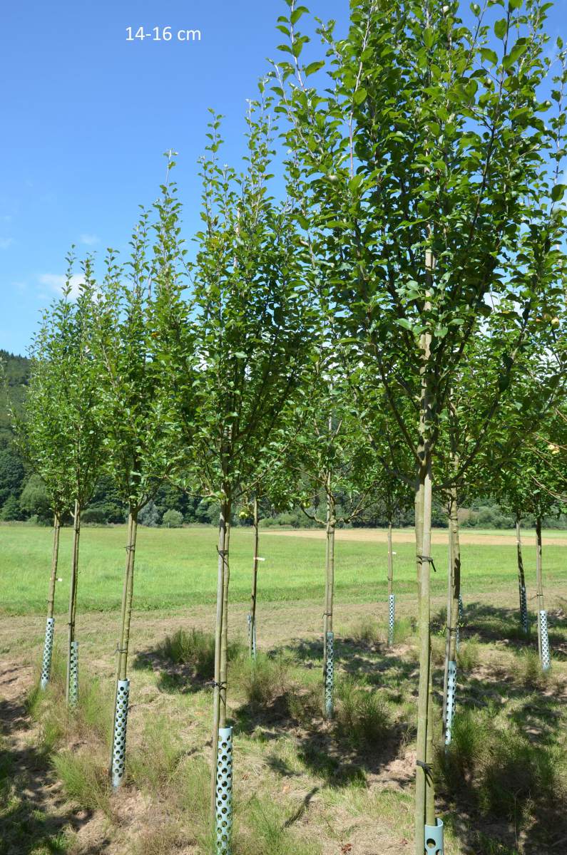 Apfel: Berner Rosenapfel