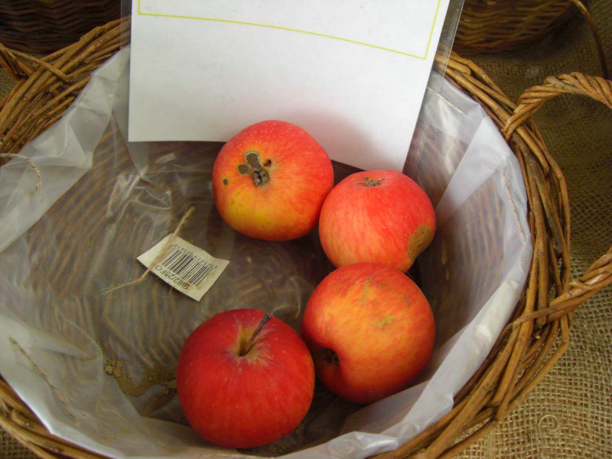 Apfel: Berner Rosenapfel