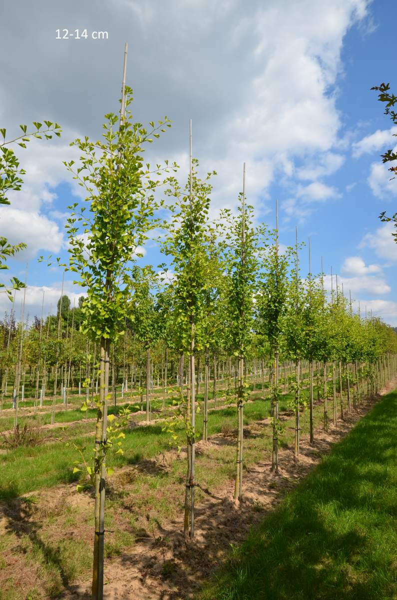 Ginkgo: Säulen-Ginkgo