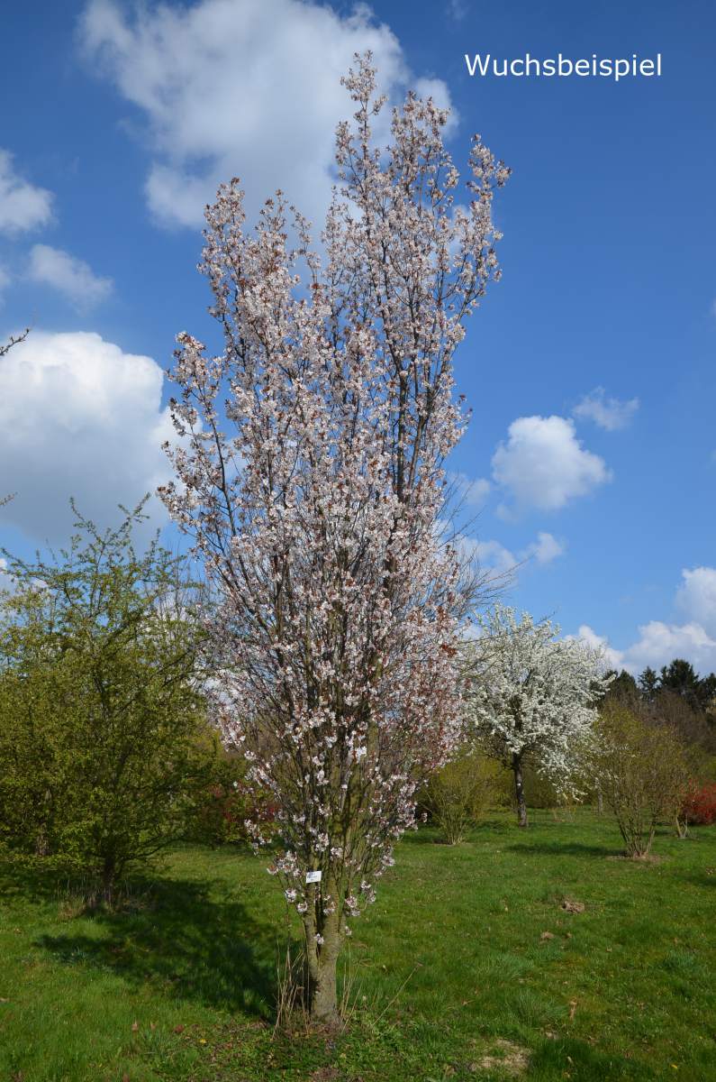 Zierkirsche: Spire