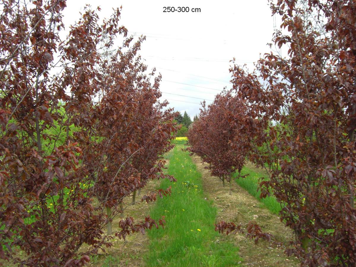Zier Blutpflaume schon als großer Baum liefern lassen