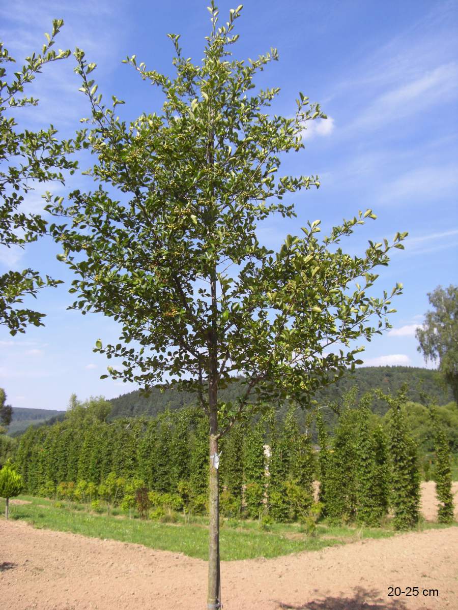 robuster Kleinbaum Pflaumenblättriger Weißdorn als guter Sichtschutz