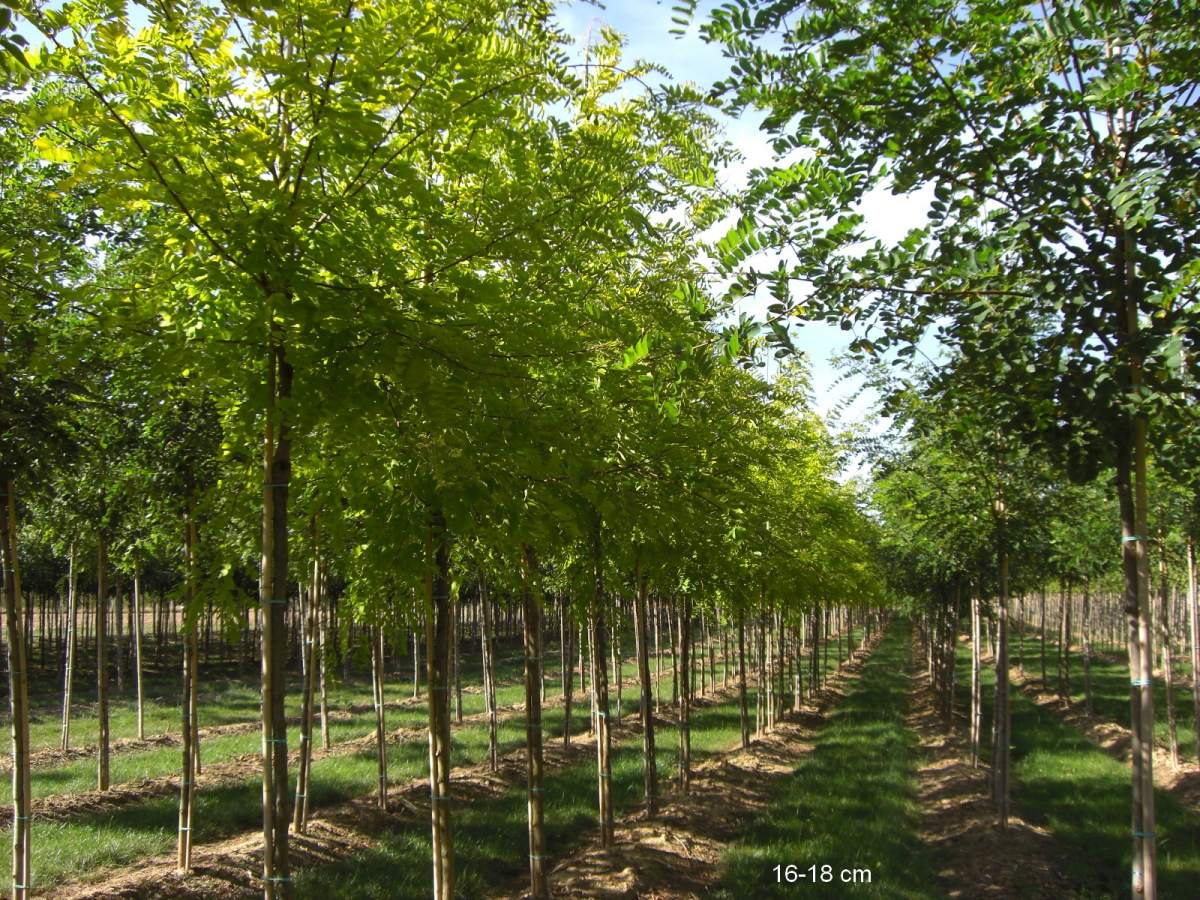 Akazie: Goldakazie/Goldrobinie