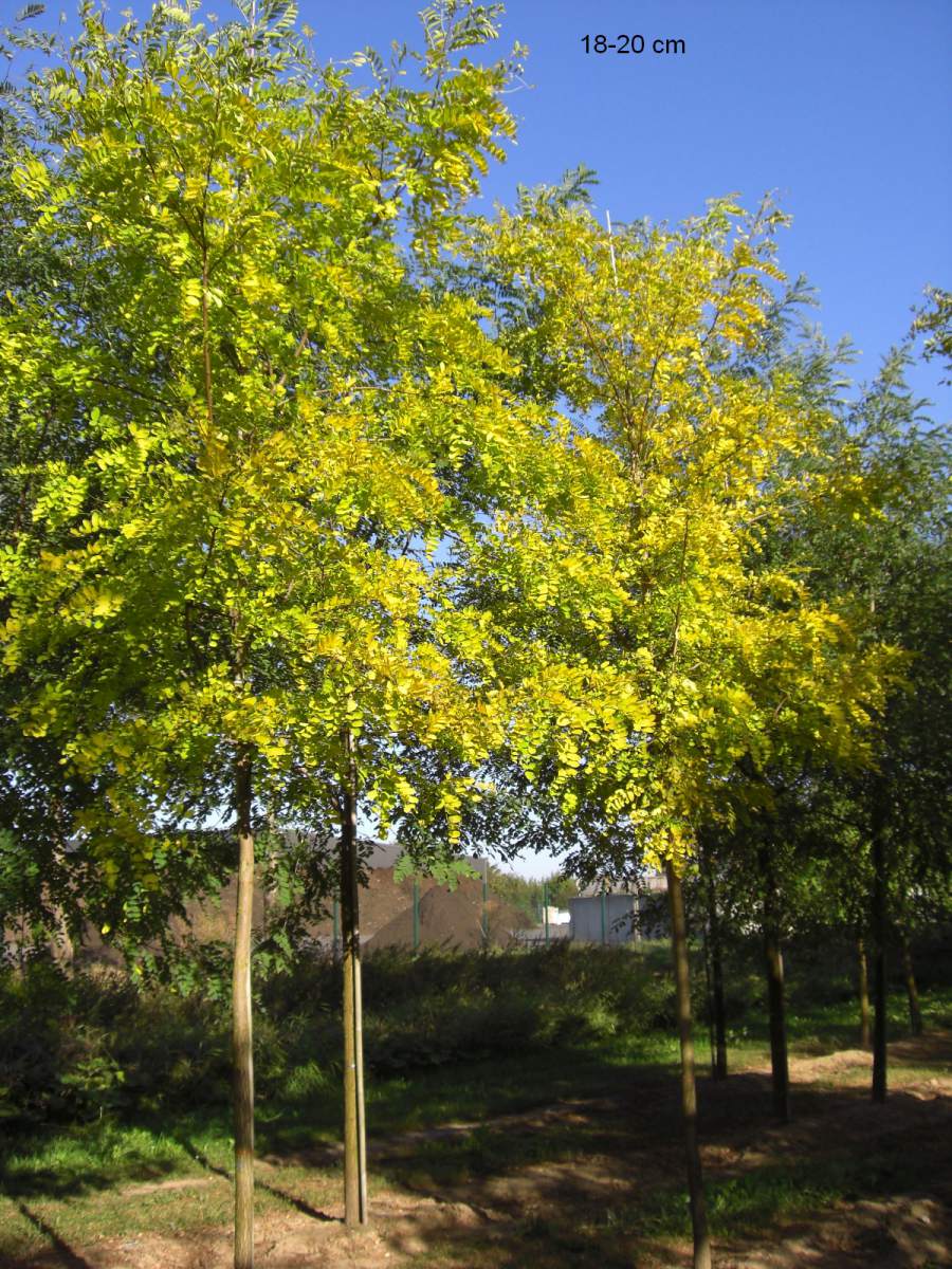 Akazie: Goldakazie/Goldrobinie