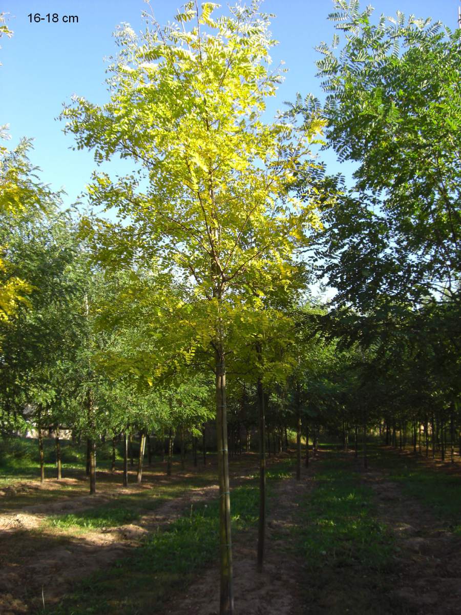 Akazie: Goldakazie/Goldrobinie