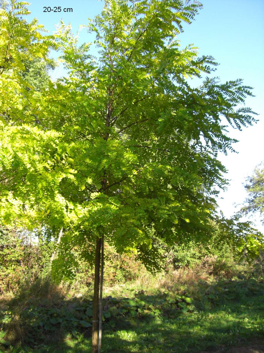 Akazie: Goldakazie/Goldrobinie