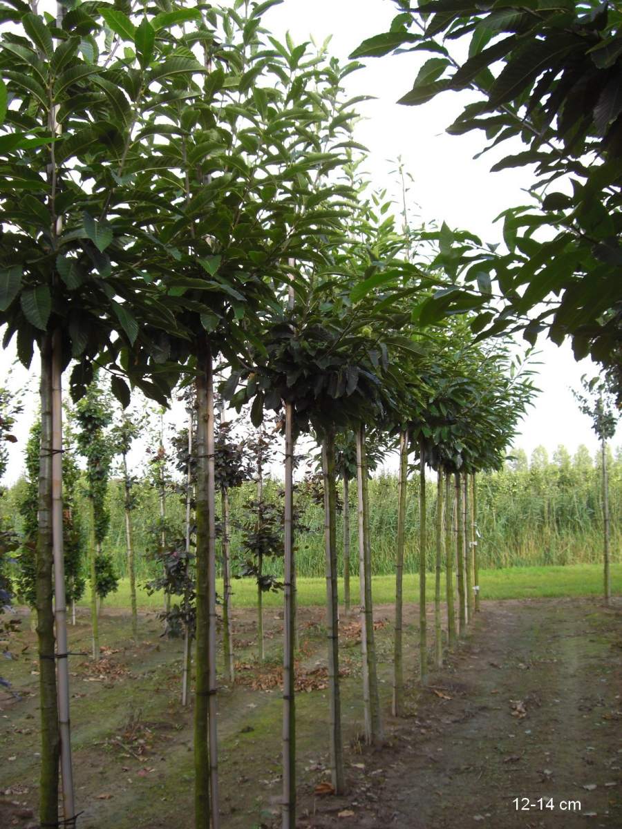 hmm lecker Esskastanien sammeln vom eigenen Baum kaufen