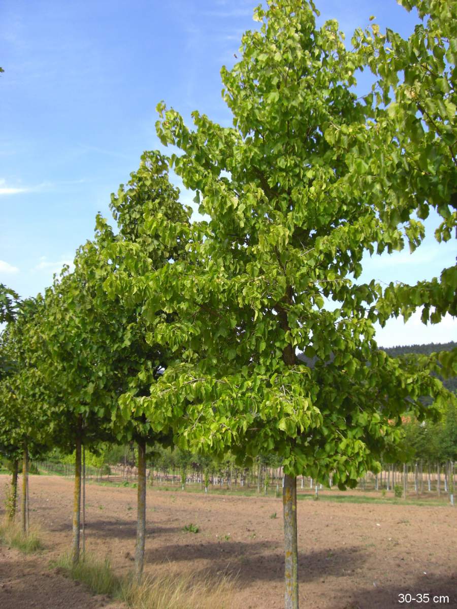 Baumhasel