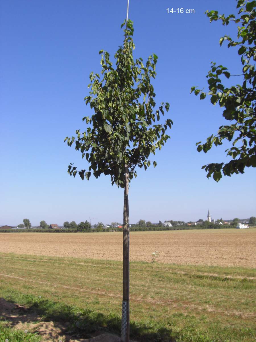 Baumhasel