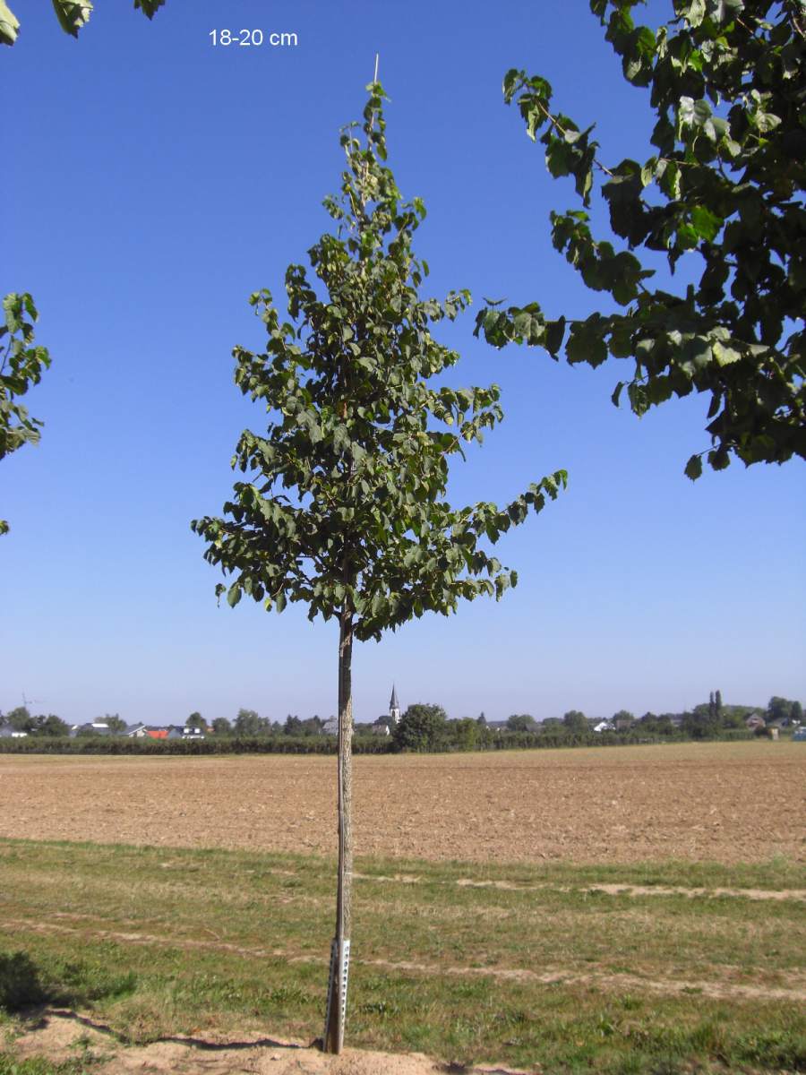 Baumhasel