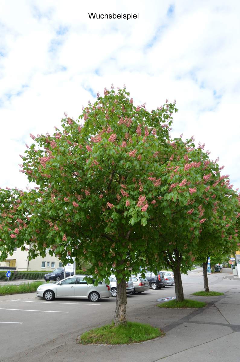 Kastanie: Scharlach-Kastanie