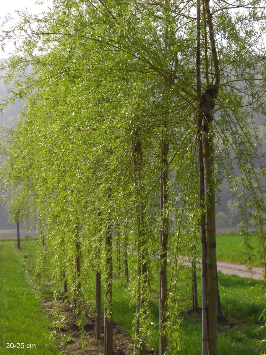 Weide: Trauerweide/Hängeweide