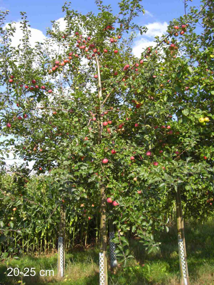 Apfel: Florina