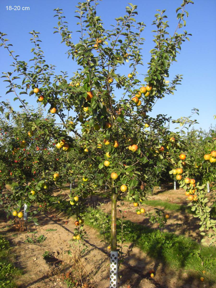 Apfel: Goldparmäne