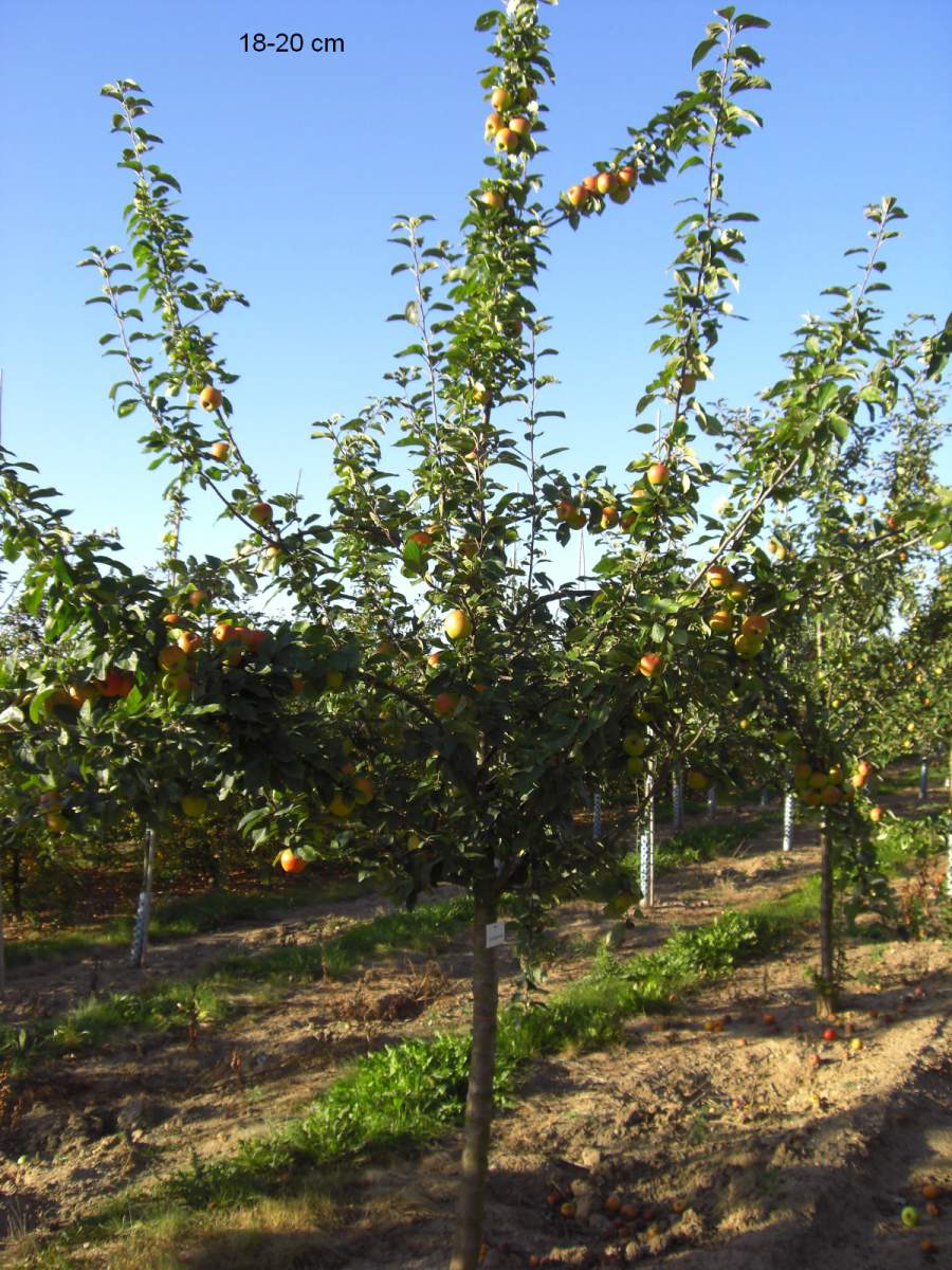 Apfel: Goldparmäne