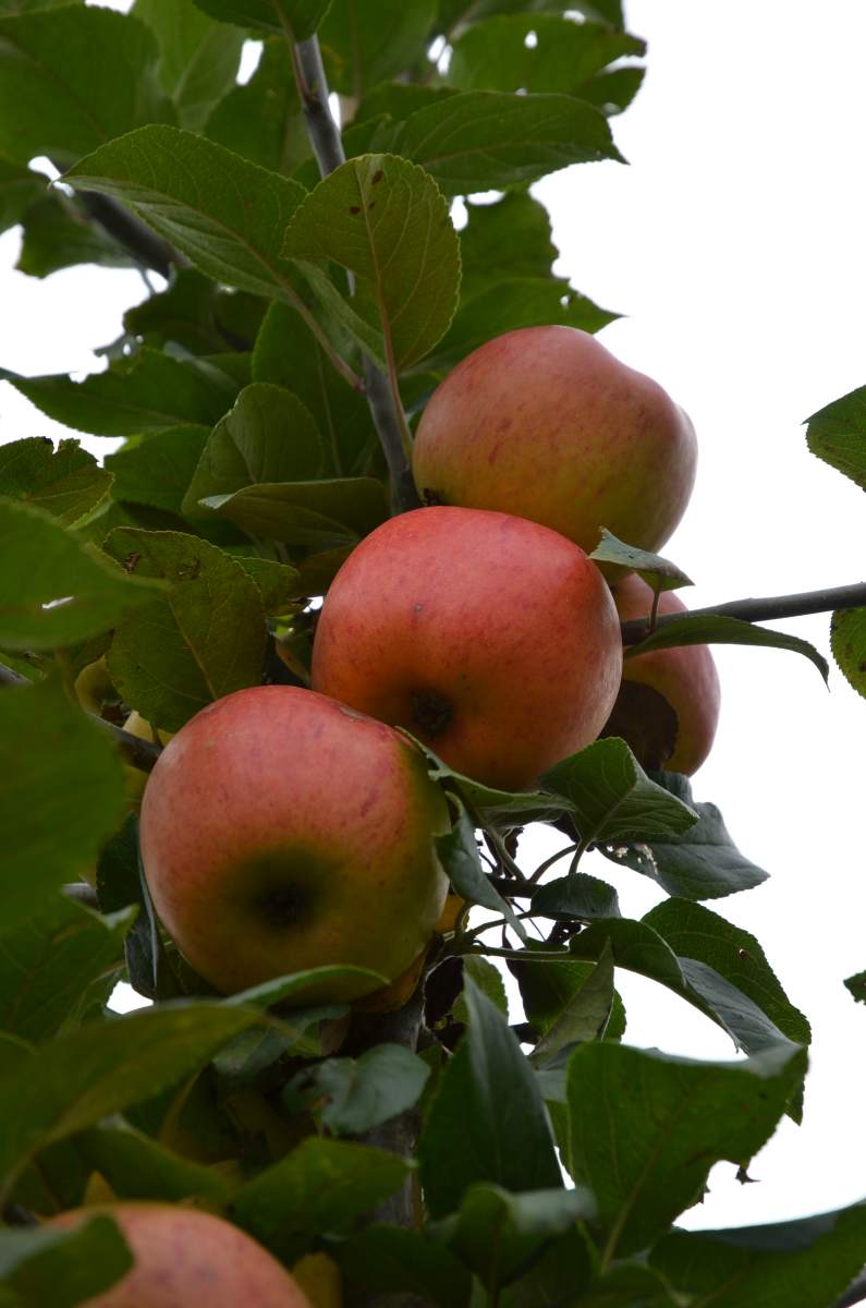 Apfel: Goldparmäne