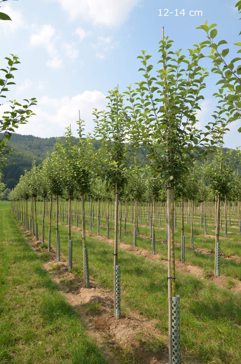 Apfel: Goldparmäne