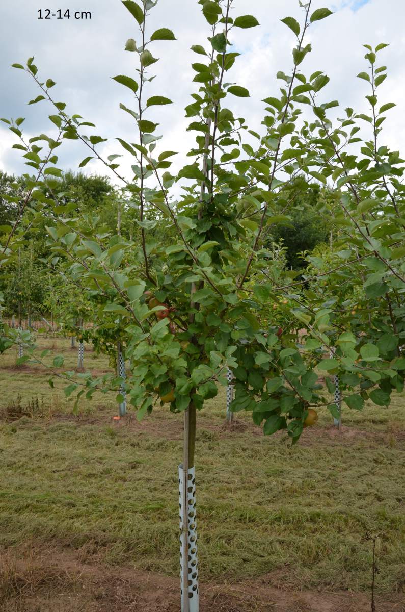 Apfel: Goldparmäne