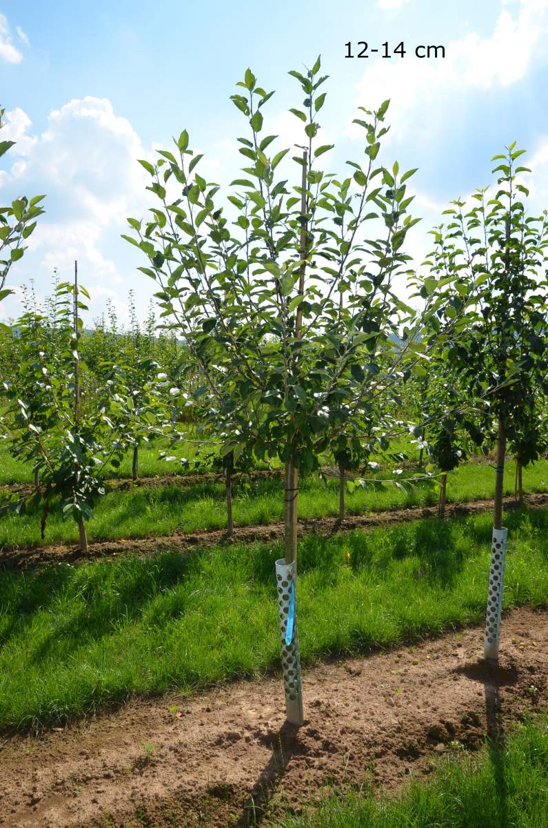 Apfel: Ingrid Marie