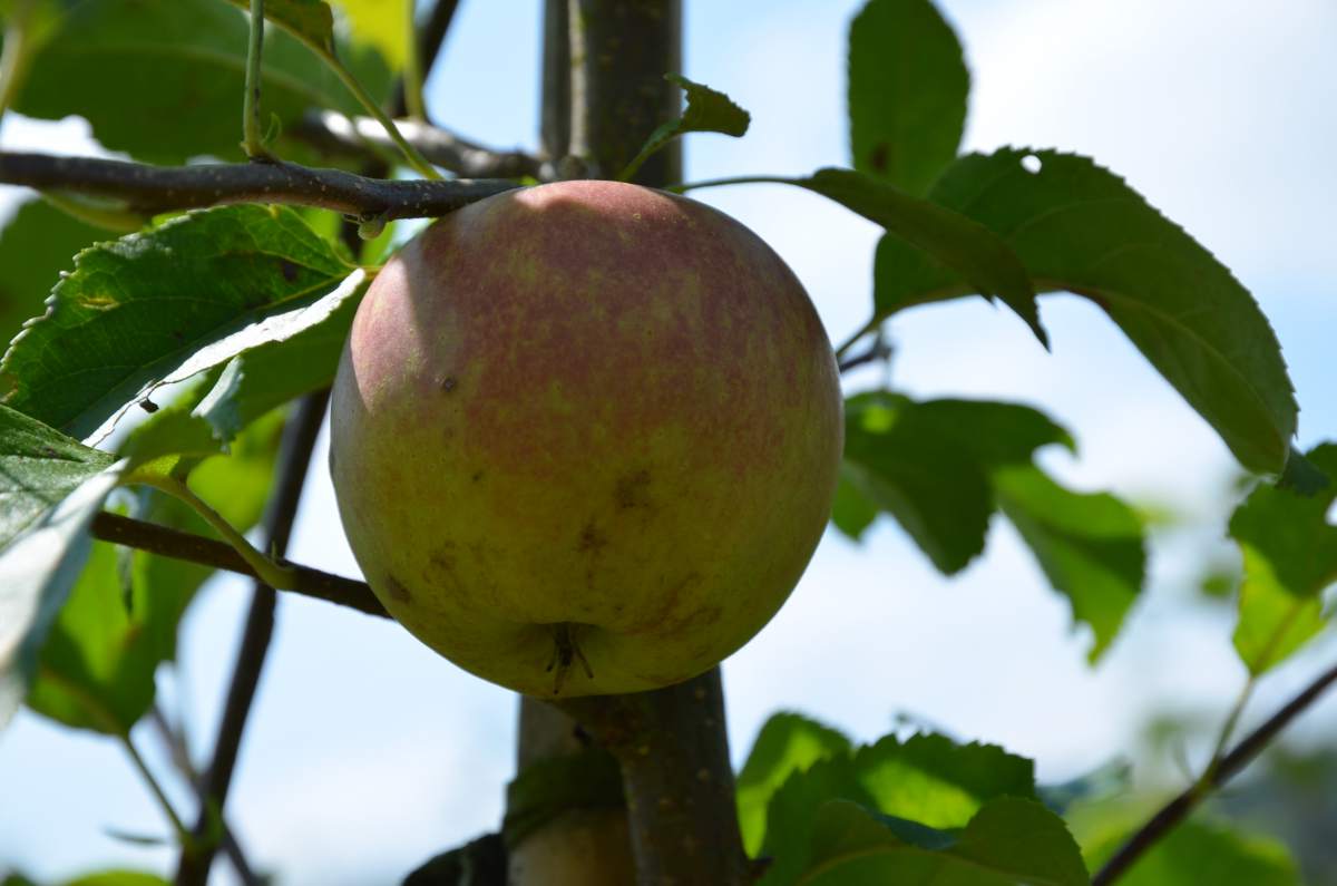 Apfel: Golden Delicious
