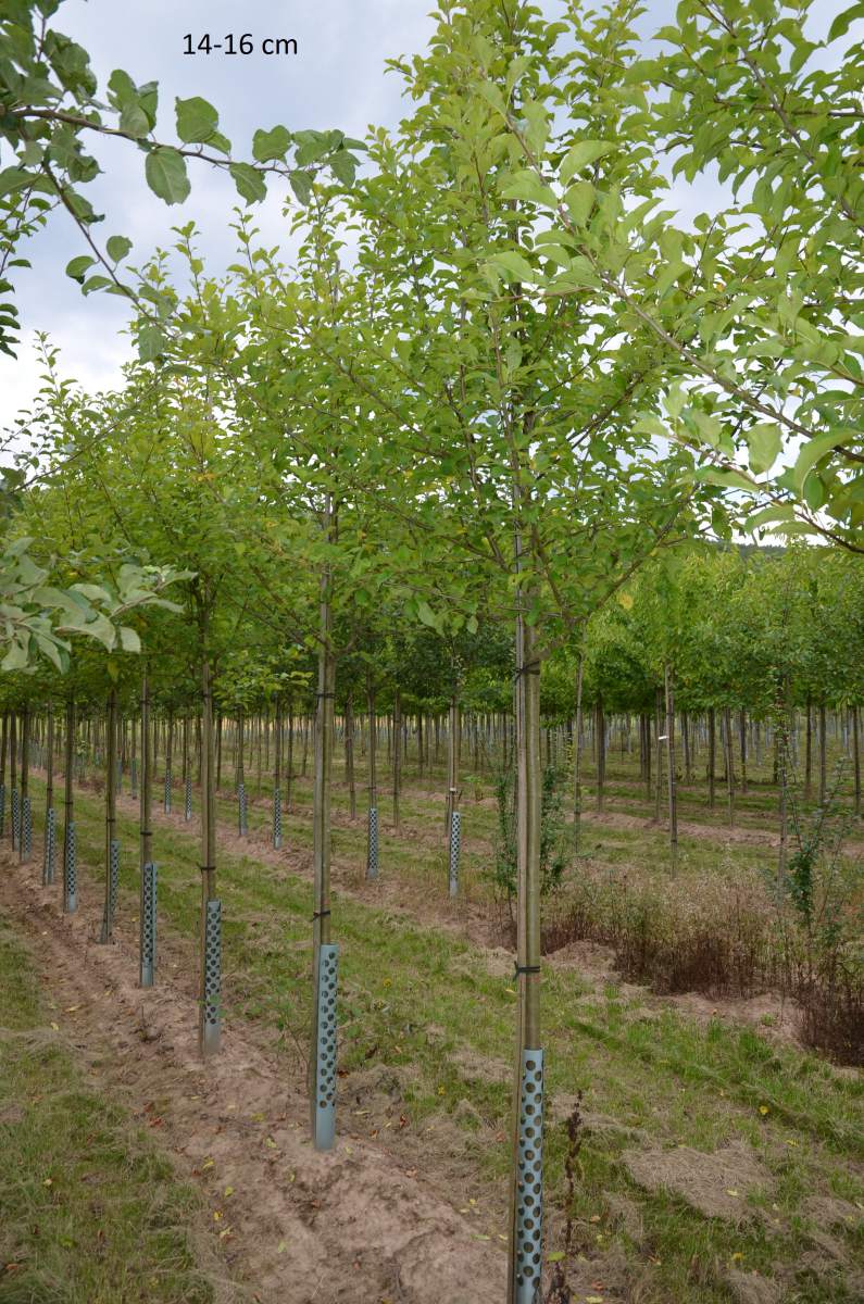 Apfel: Golden Delicious