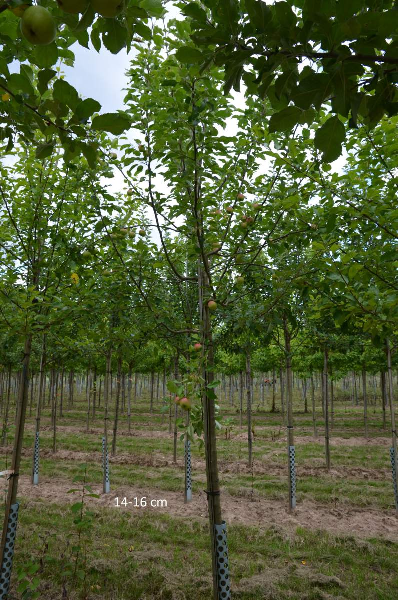 Apfel: Golden Delicious