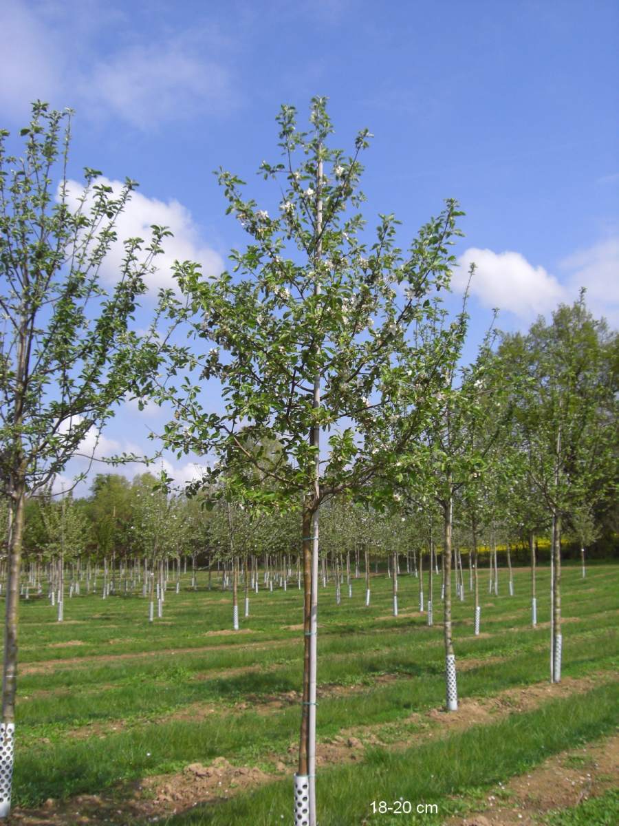 Apfel: Schöner von Boskoop