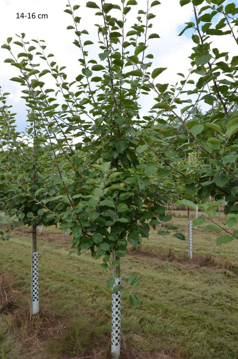 Apfel: Schöner von Boskoop