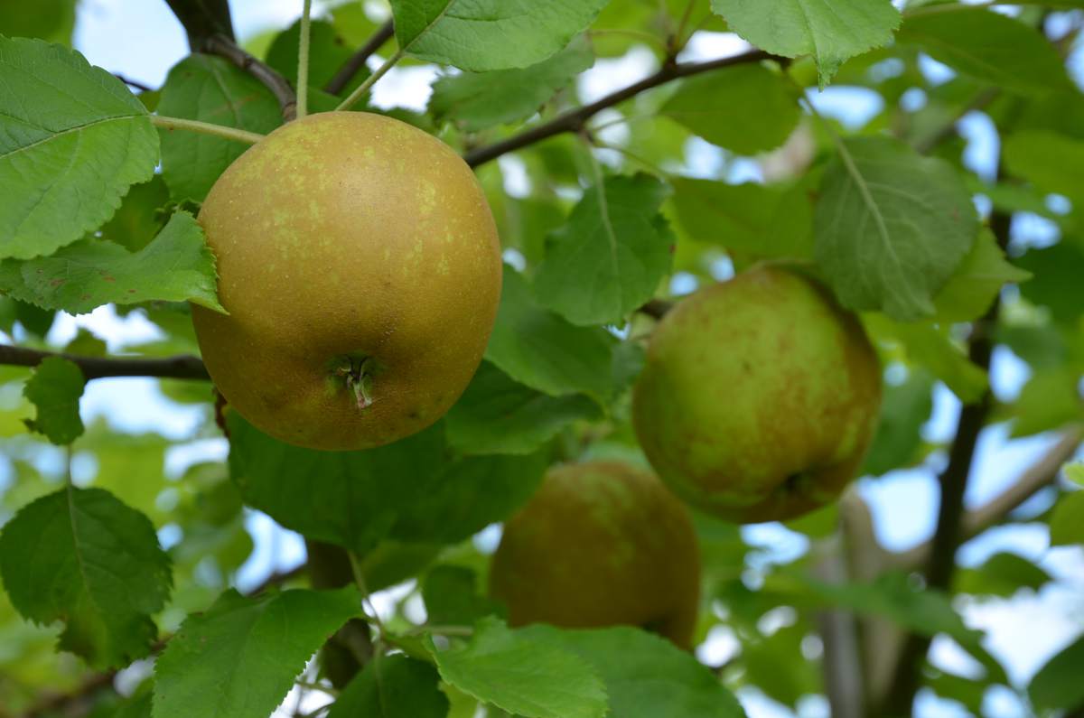 Apfel: Schöner von Boskoop