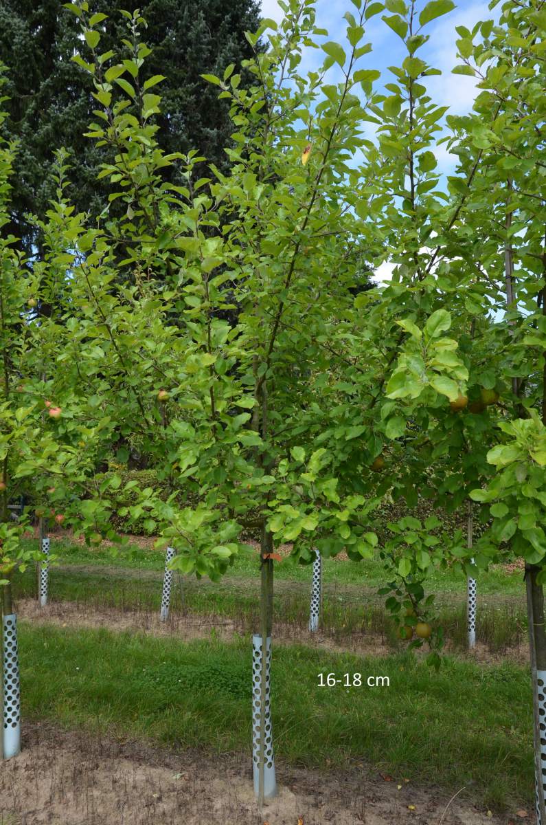 Apfel: Schöner von Boskoop